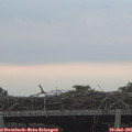 05_50-mast.jpg