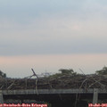 05_55-mast.jpg