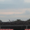 06_15-mast.jpg