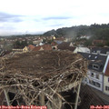 06_15-nest.jpg