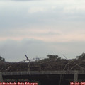 06_20-mast.jpg
