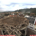 06_20-nest.jpg
