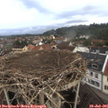 06_45-nest.jpg