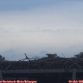 06_50-mast.jpg