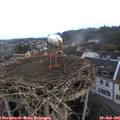 06_55-nest.jpg