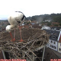 07_15-nest.jpg