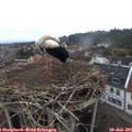 07_30-nest.jpg