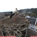 07_40-nest.jpg