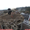 07_50-nest.jpg