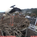 08_00-nest.jpg