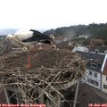 08_05-nest.jpg