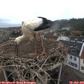08_10-nest.jpg