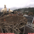 08_15-nest.jpg