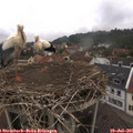 08_20-nest.jpg