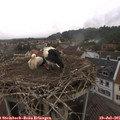 08_25-nest.jpg