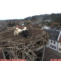 08_30-nest.jpg