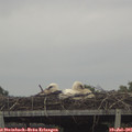 08_35-mast.jpg