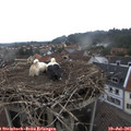 08_35-nest.jpg