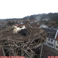 08_40-nest.jpg