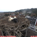 08_45-nest.jpg