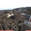 08_50-nest.jpg
