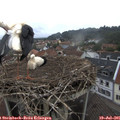 08_55-nest.jpg