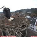 09_00-nest.jpg