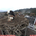 09_05-nest.jpg