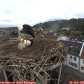 09_10-nest.jpg