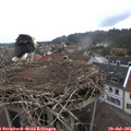 09_15-nest.jpg