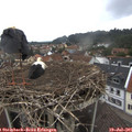09_25-nest.jpg