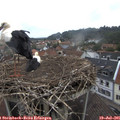 09_30-nest.jpg