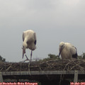 09_35-mast.jpg