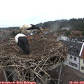 09_35-nest.jpg