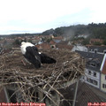 09_40-nest.jpg