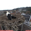 09_45-nest.jpg