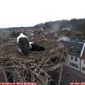 09_50-nest.jpg