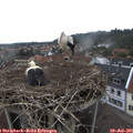 09_55-nest.jpg