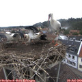 10_00-nest.jpg