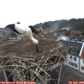 10_05-nest.jpg