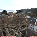 10_10-nest.jpg