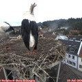 10_15-nest.jpg