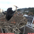 10_20-nest.jpg