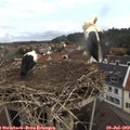10_30-nest.jpg