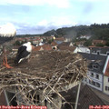 10_35-nest.jpg