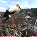 10_40-nest.jpg