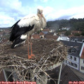 10_45-nest.jpg