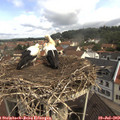 10_50-nest.jpg
