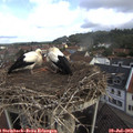 10_55-nest.jpg