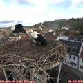 11_00-nest.jpg